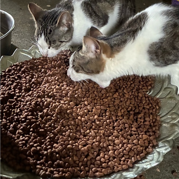 ⁉️MYSTERY BOX⁉️5 Mixed Pieces Cookie Lee Fine Fashion Jewelry worth $125+ Retail - Picture 3 of 15